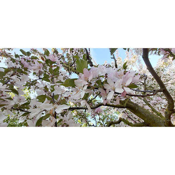 Malus 'Red Obelisk'