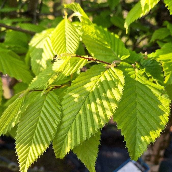 Carpinus b. 'Albert Beeckman' (Pleached)