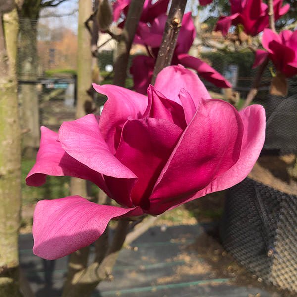 Magnolia 'Black Tulip'