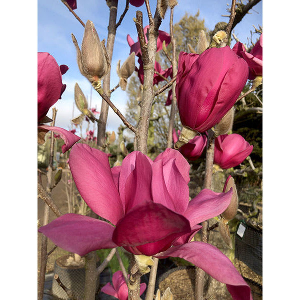 Magnolia 'Black Tulip'