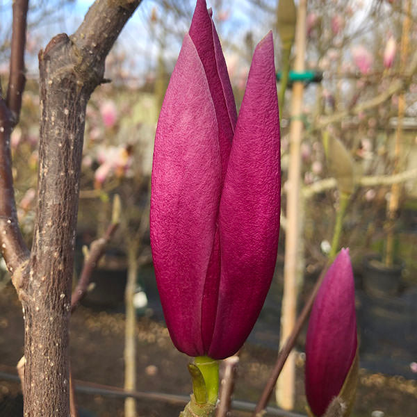 Magnolia 'Sentinel'