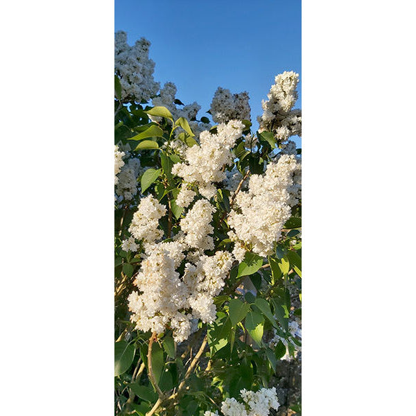 Syringa vul. 'Souvenir d'Alice Harding'
