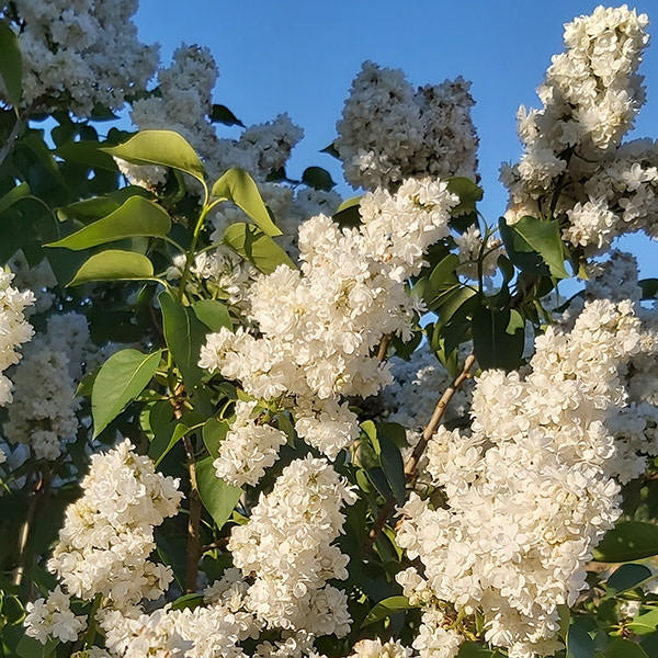 Syringa vul. 'Souvenir d'Alice Harding'