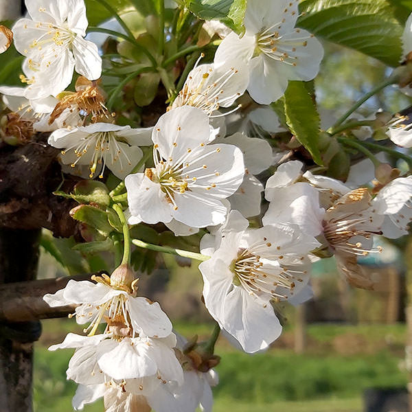 Prunus avium 'Kordia' (Pleached)