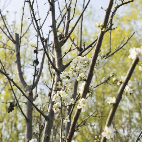 Prunus d. 'Hauszwetsche' (Pleached)