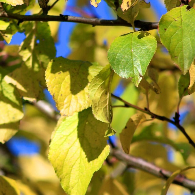 Prunus d. 'Hauszwetsche' (Pleached)