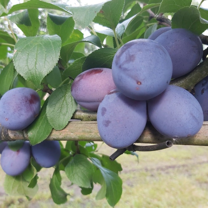 Prunus d. 'Hauszwetsche' (Pleached)