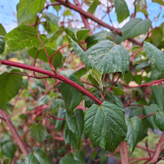 Acer 'Red Flamingo'