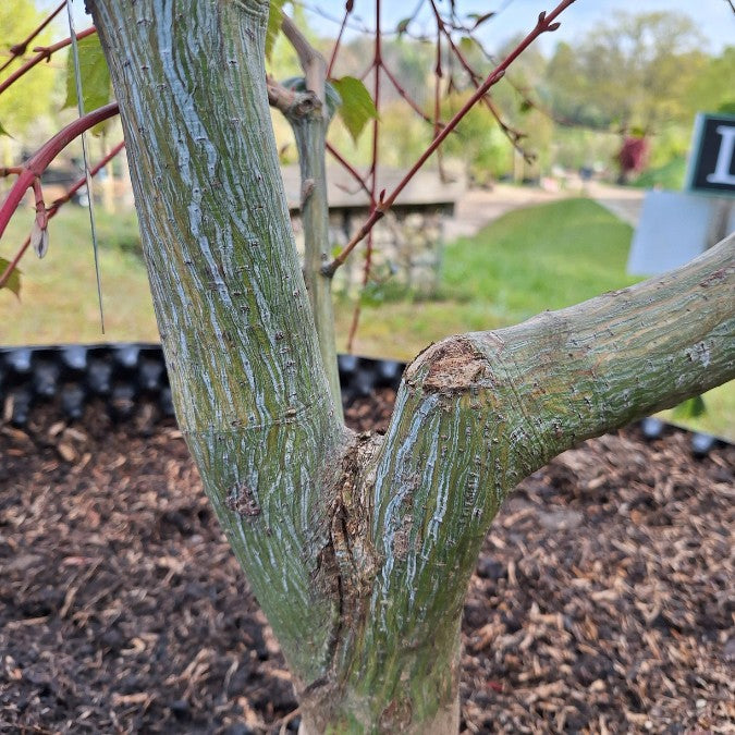 Acer 'Red Flamingo'