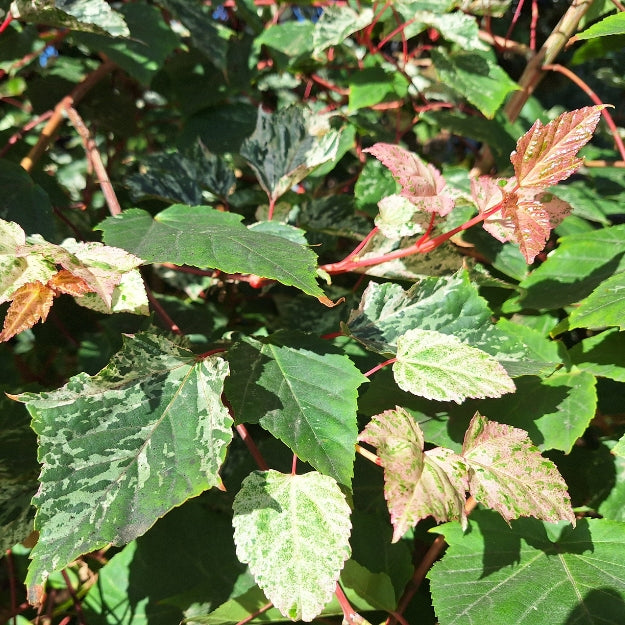 Acer 'Red Flamingo'
