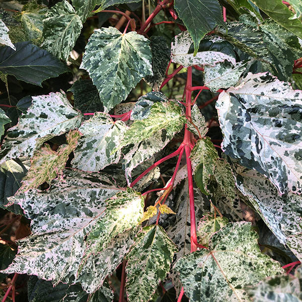 Acer 'Red Flamingo'