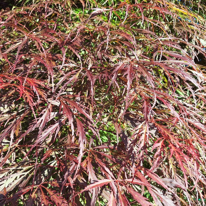 Acer palmatum 'Tamukeyama' (D)