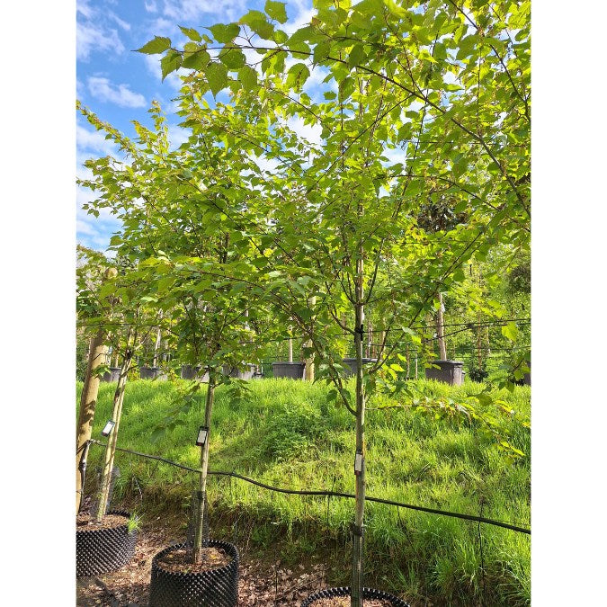 Acer davidii 'Viper'