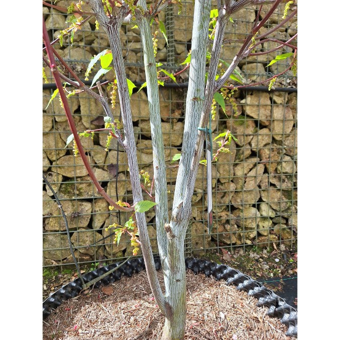 Acer davidii 'Viper'