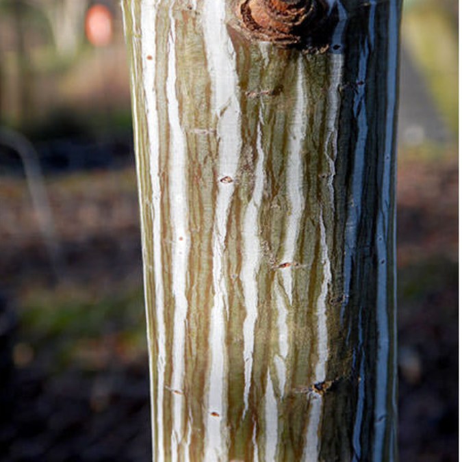 Acer davidii 'Viper'