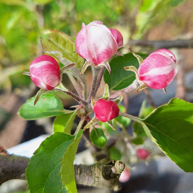 Malus d. 'Jonagold' (Pleached)