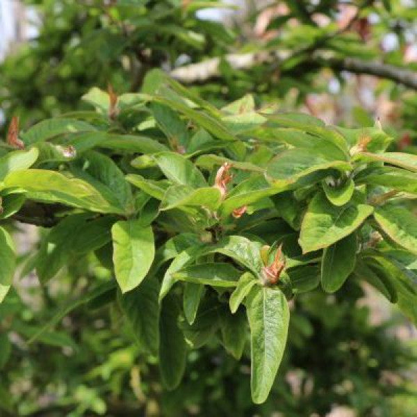 Mespilus germanica 'Westerveld'