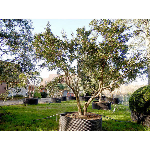 Osmanthus heterophyllus 'Purpureus'