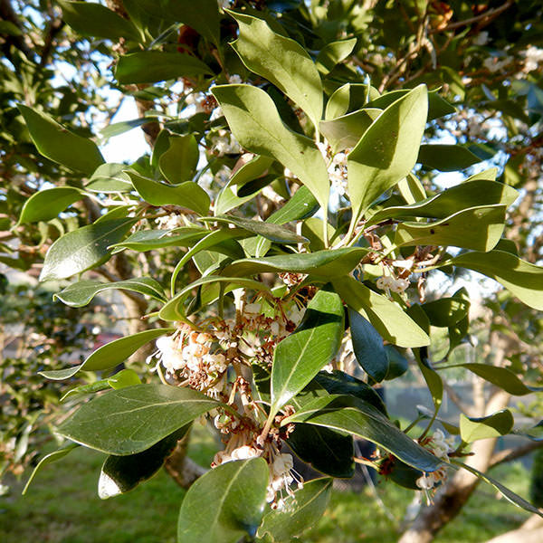 Osmanthus heterophyllus 'Purpureus'