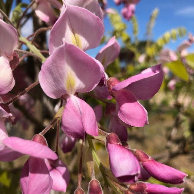 Wisteria brachybotrys 'Showa-beni'