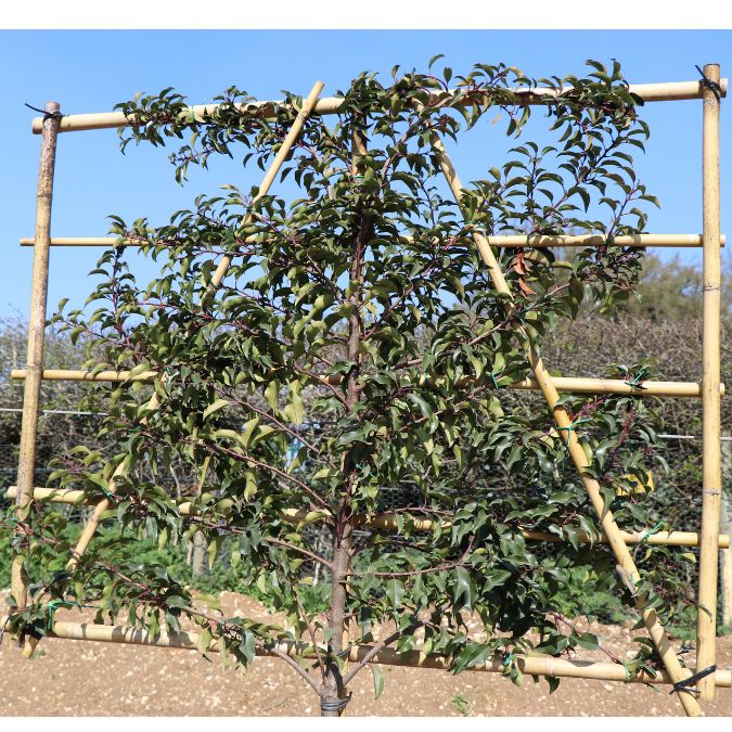 Prunus lusitanica 'Brenelia'