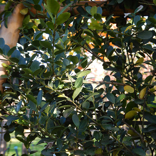 Ilex crenata 'Green Hedge' (Pleached)