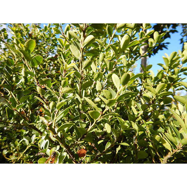 Ilex crenata 'Green Hedge' (Pleached)