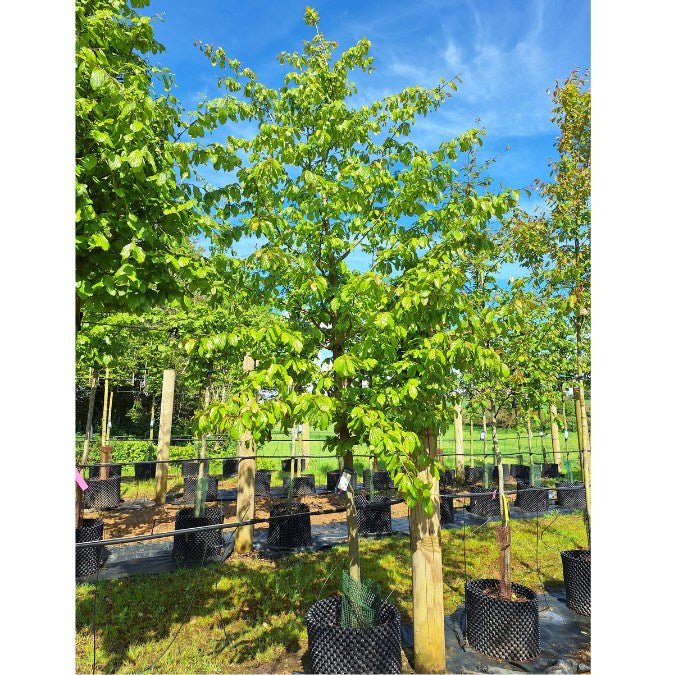 Parrotia persica 'Bella'