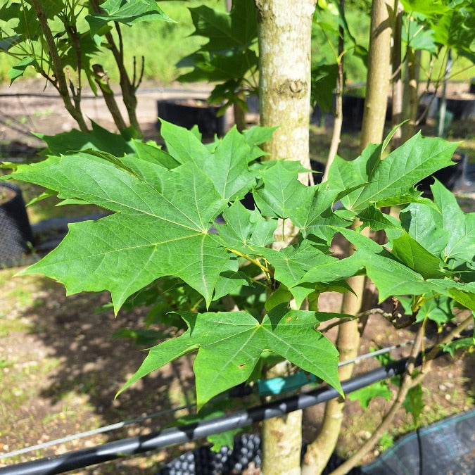 Acer platanoides 'Mauritz Upright'®
