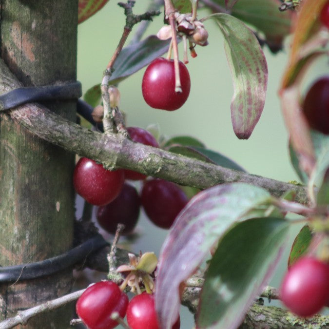 Cornus mas (Pleached)