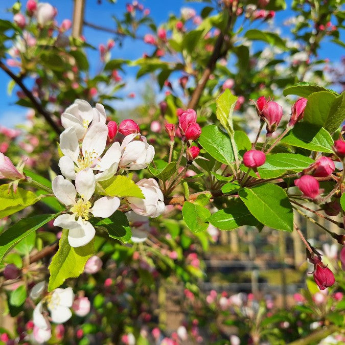 Malus 'White Star'