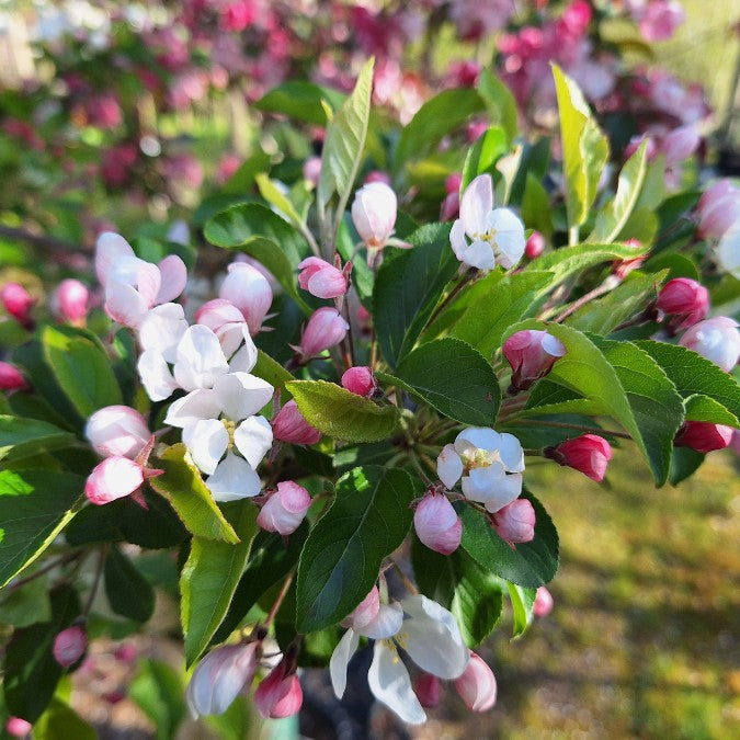 Malus 'White Star'