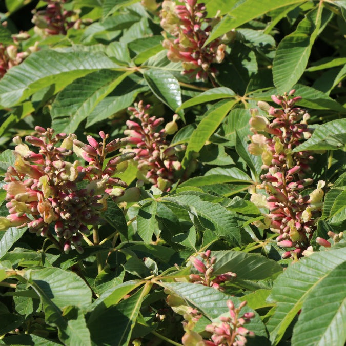 Aesculus pavia var. discolor