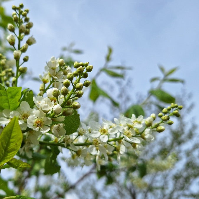 Prunus padus
