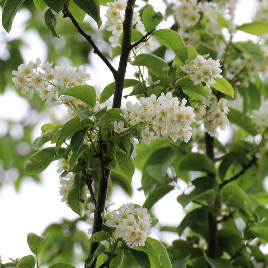 Prunus padus