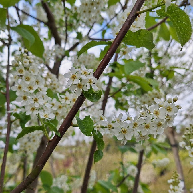 Prunus padus