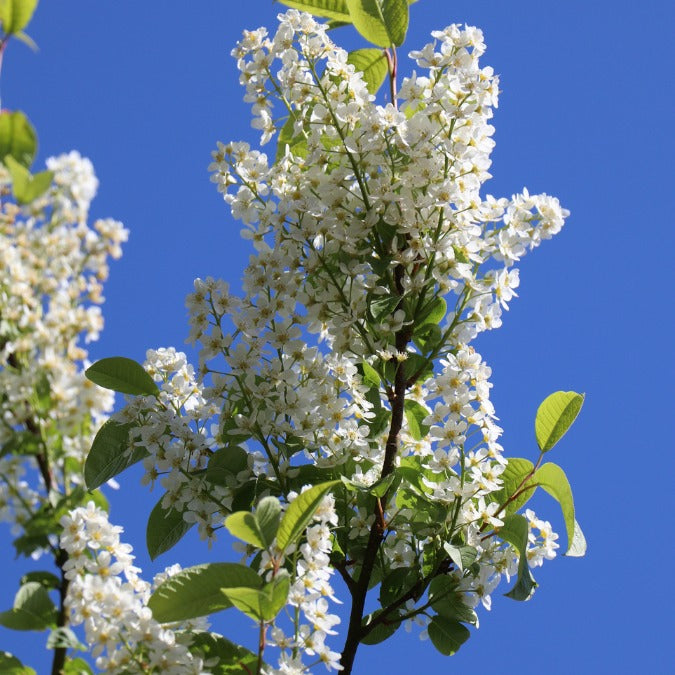 Prunus padus