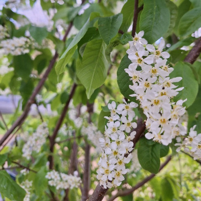 Prunus padus