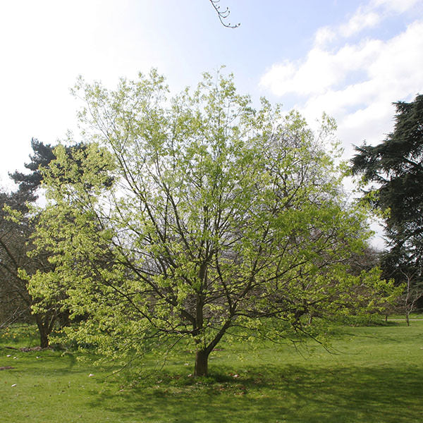 Prunus padus