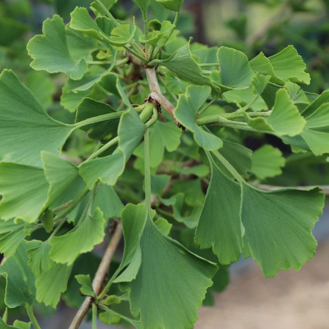 Ginkgo biloba 'Tit'