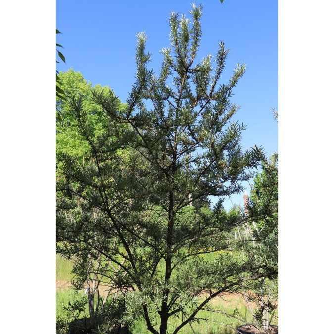Hippophae rhamnoides 'Leikora'