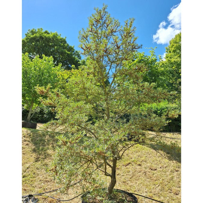 Hippophae rhamnoides 'Leikora'