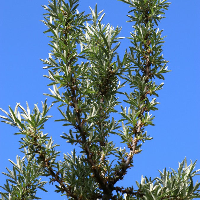 Hippophae rhamnoides 'Leikora'