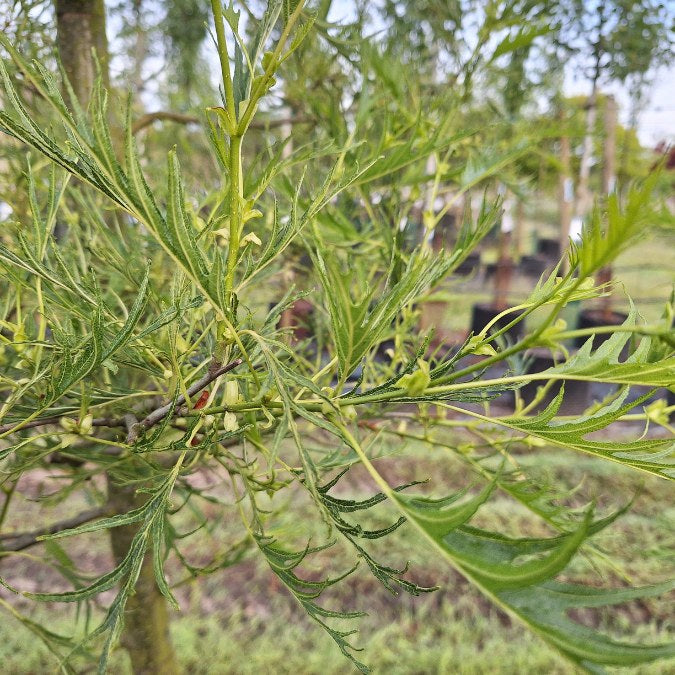 Alnus glutinosa 'Imperialis'