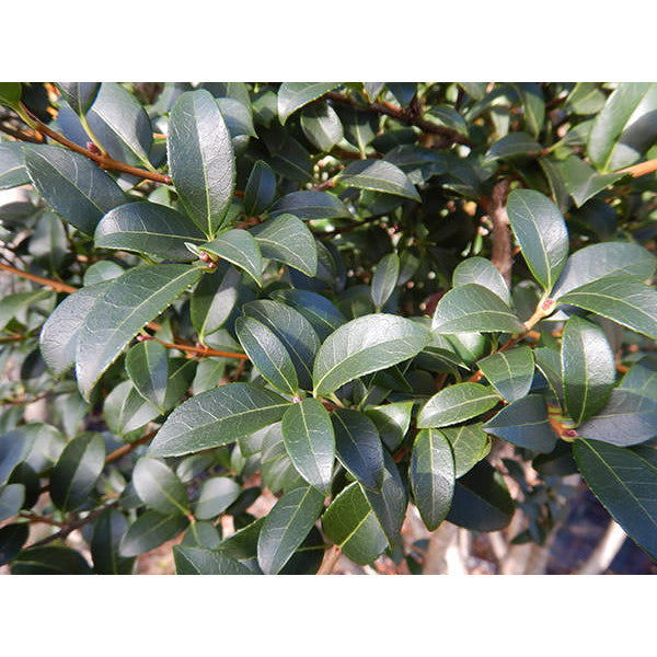 Osmanthus x burkwoodii (Hedging)