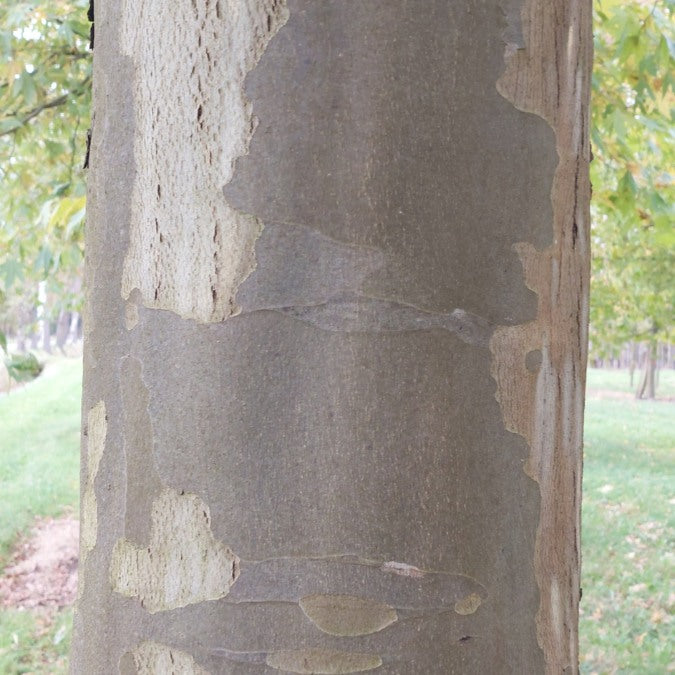 Platanus orientalis var. cuneata