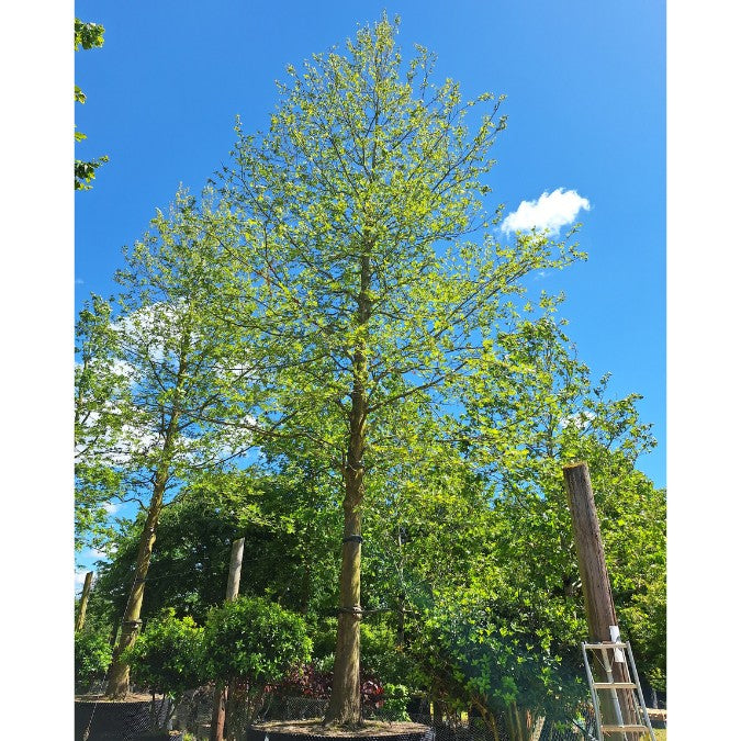 Platanus orientalis var. cuneata