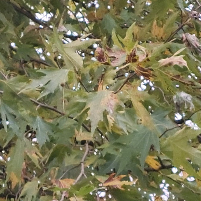Platanus orientalis var. cuneata