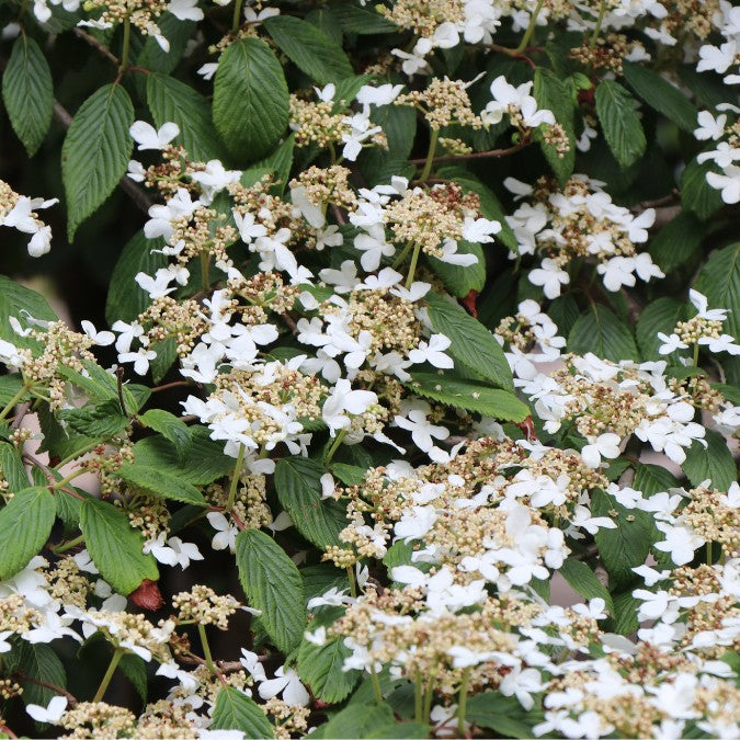 Viburnum plicatum 'Watanabe'