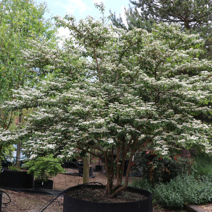 Viburnum plicatum 'Watanabe'